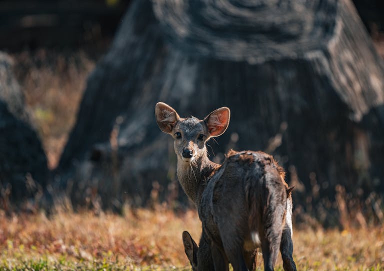 A close-up of a Sambar deer amid lush nature in Thailand, captured in daylight.