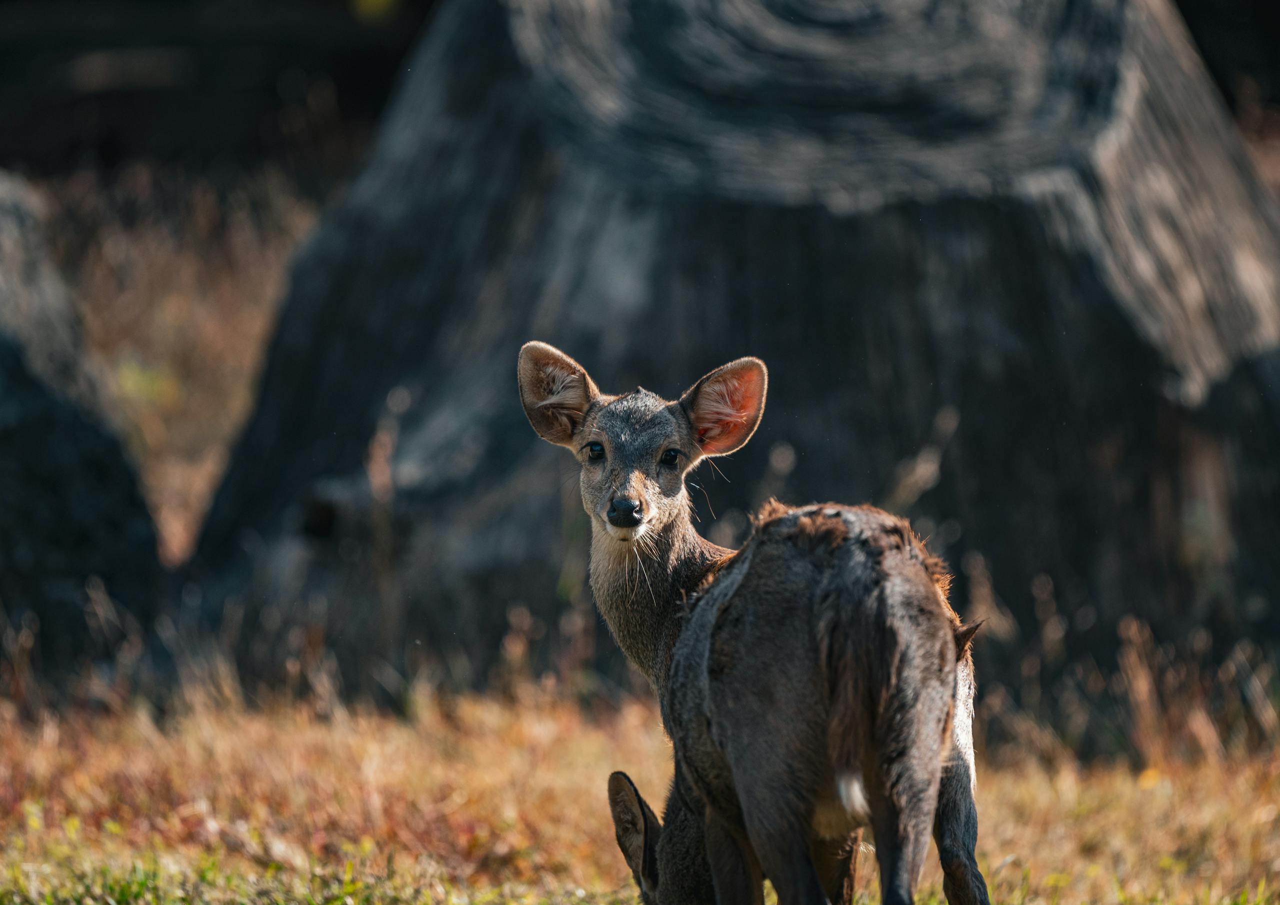A close-up of a Sambar deer amid lush nature in Thailand, captured in daylight.