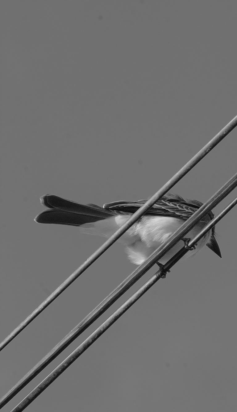 Black and white photo of a bird on power lines against the sky.