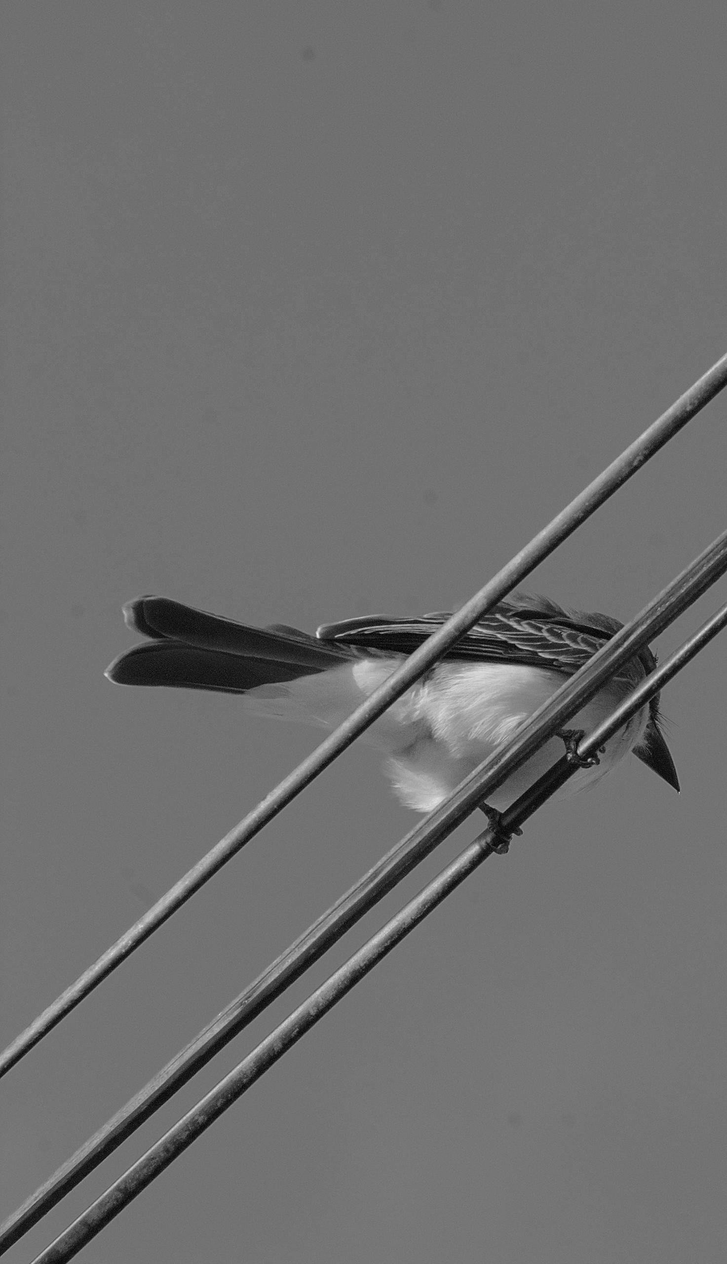 Black and white photo of a bird on power lines against the sky.